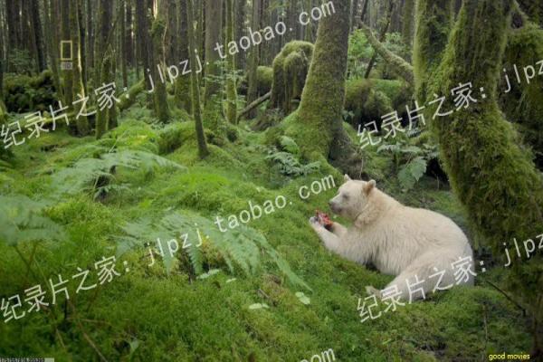 《无色彩虹》彩虹无色影片详细分析及希望失色解析