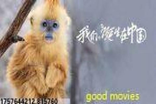 《逍遥法外第二季》第二季逍遥影片简介与法律博弈深度讲解