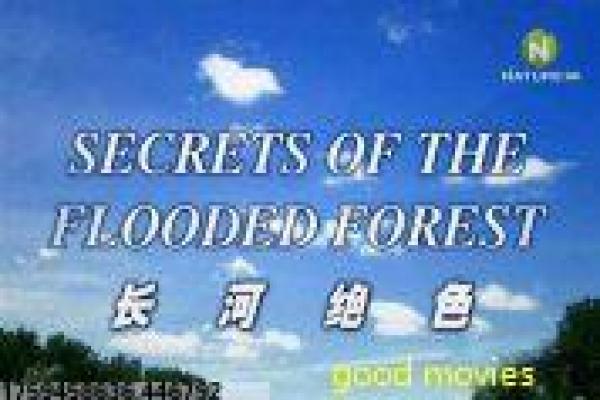 《永不回头》永不回首回头的感人故事情节揭秘